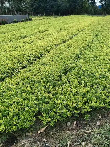 网球拍弹簧线怎么安装的